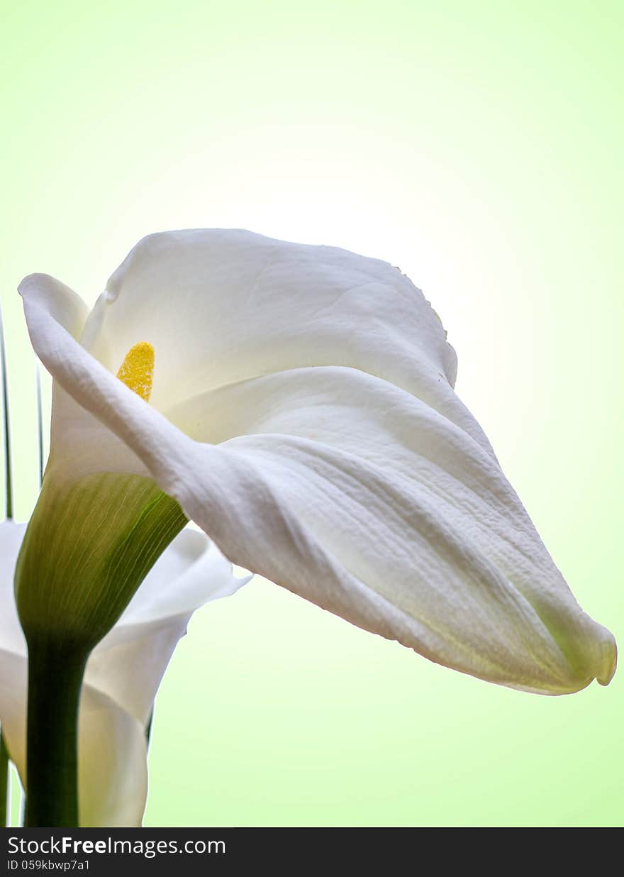 Close-up of White Calla Lilly on green Background