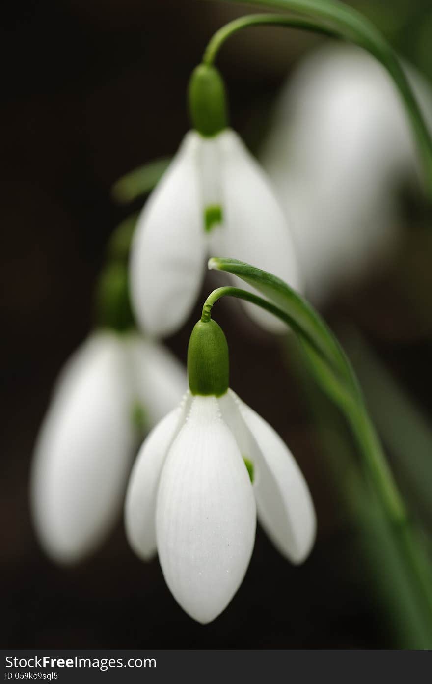 Snowdrops in Spring