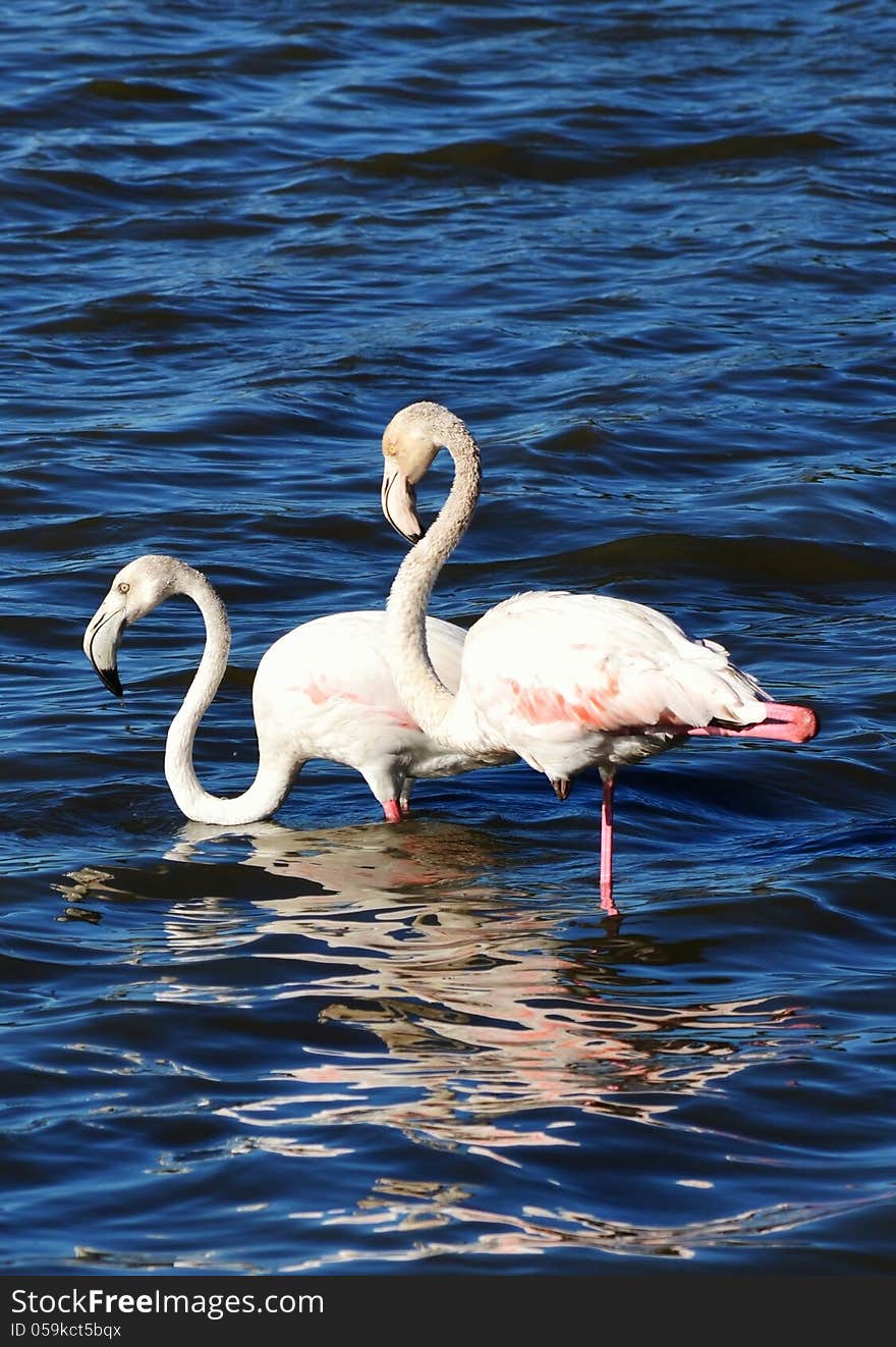 Lesser Flamingos feeding in the Milneton Lagoon early in the morning