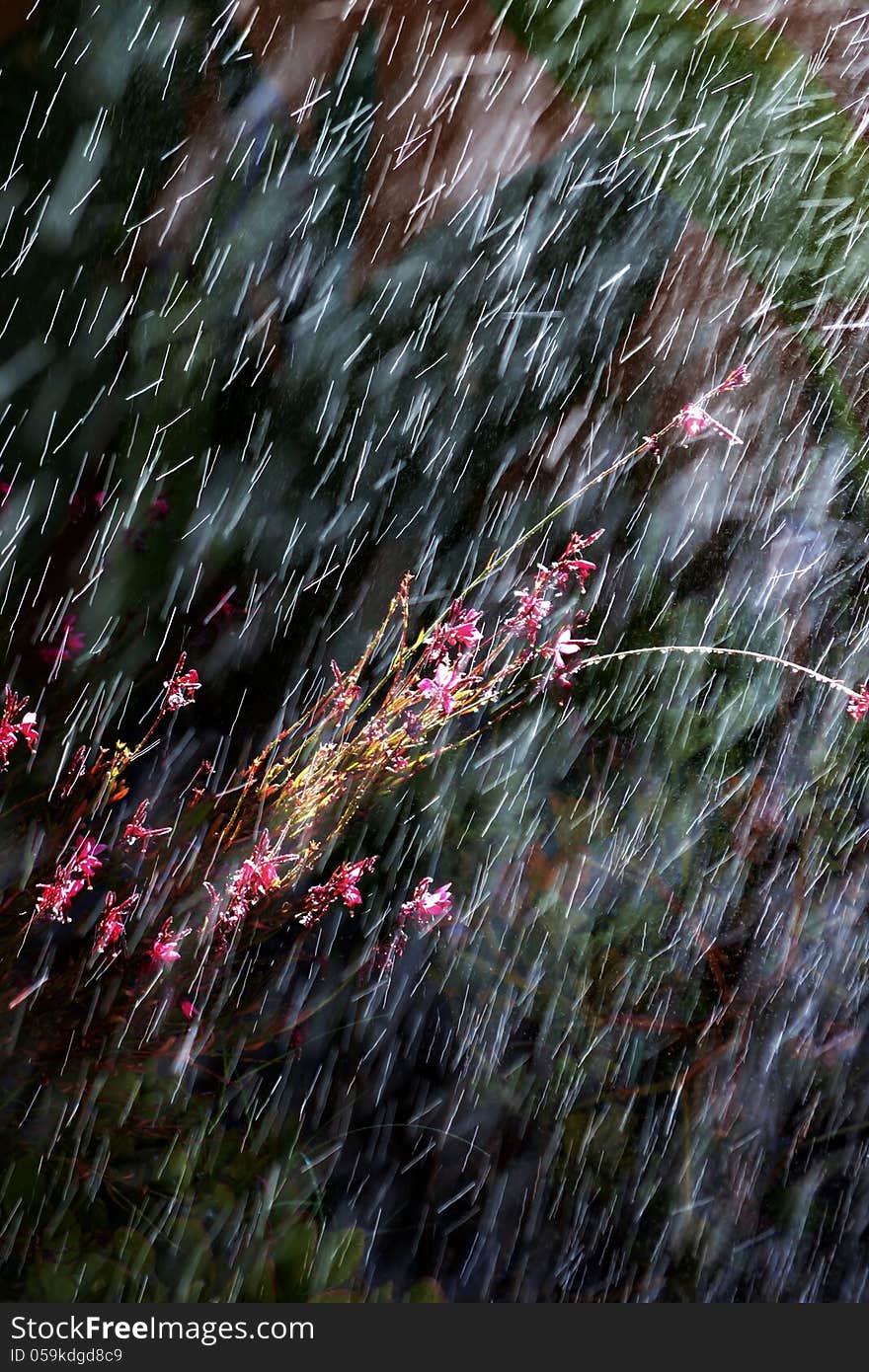 Close up of pink flowers during a summer rain