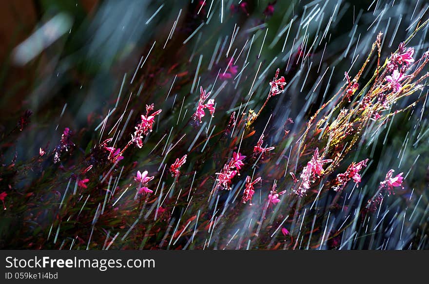 Close up of pink flowers during a summer rain