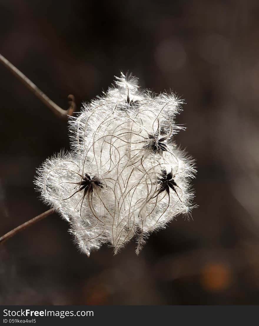 Close up view of seeds of clematis vitalba