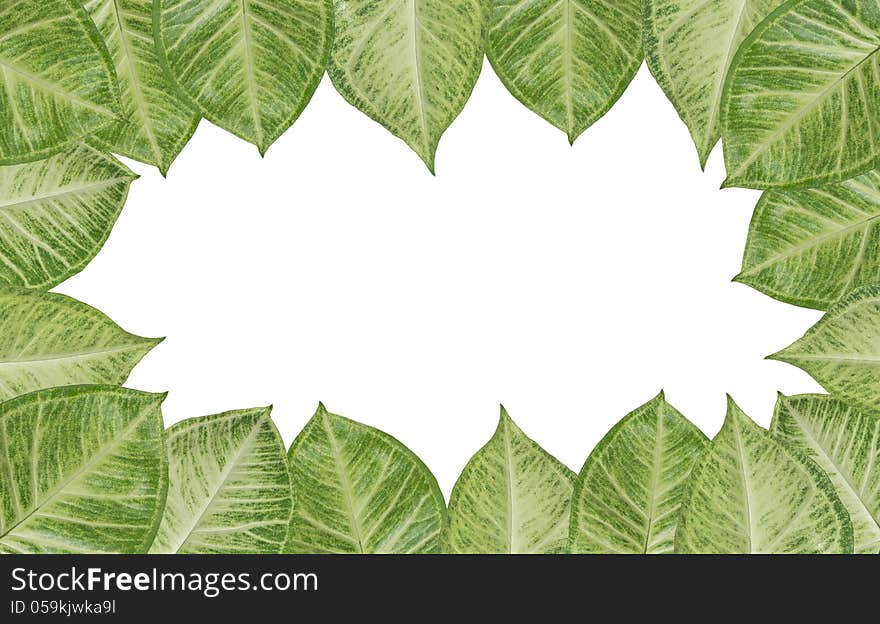 Green fresh leaves frame