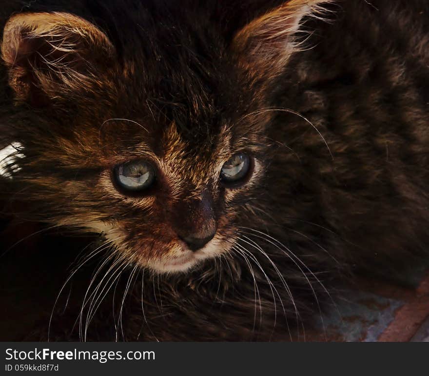 Close up of little cat with big eyes. Close up of little cat with big eyes