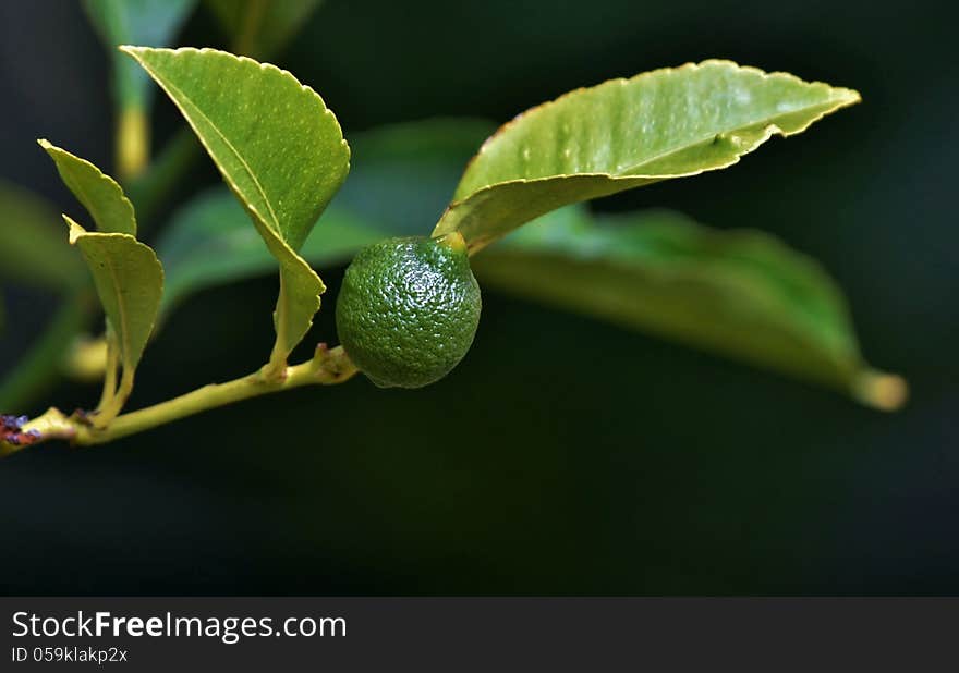 Close up of new lime fruit on a tree