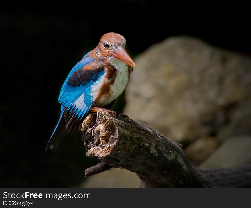 White-throated Kingfisher