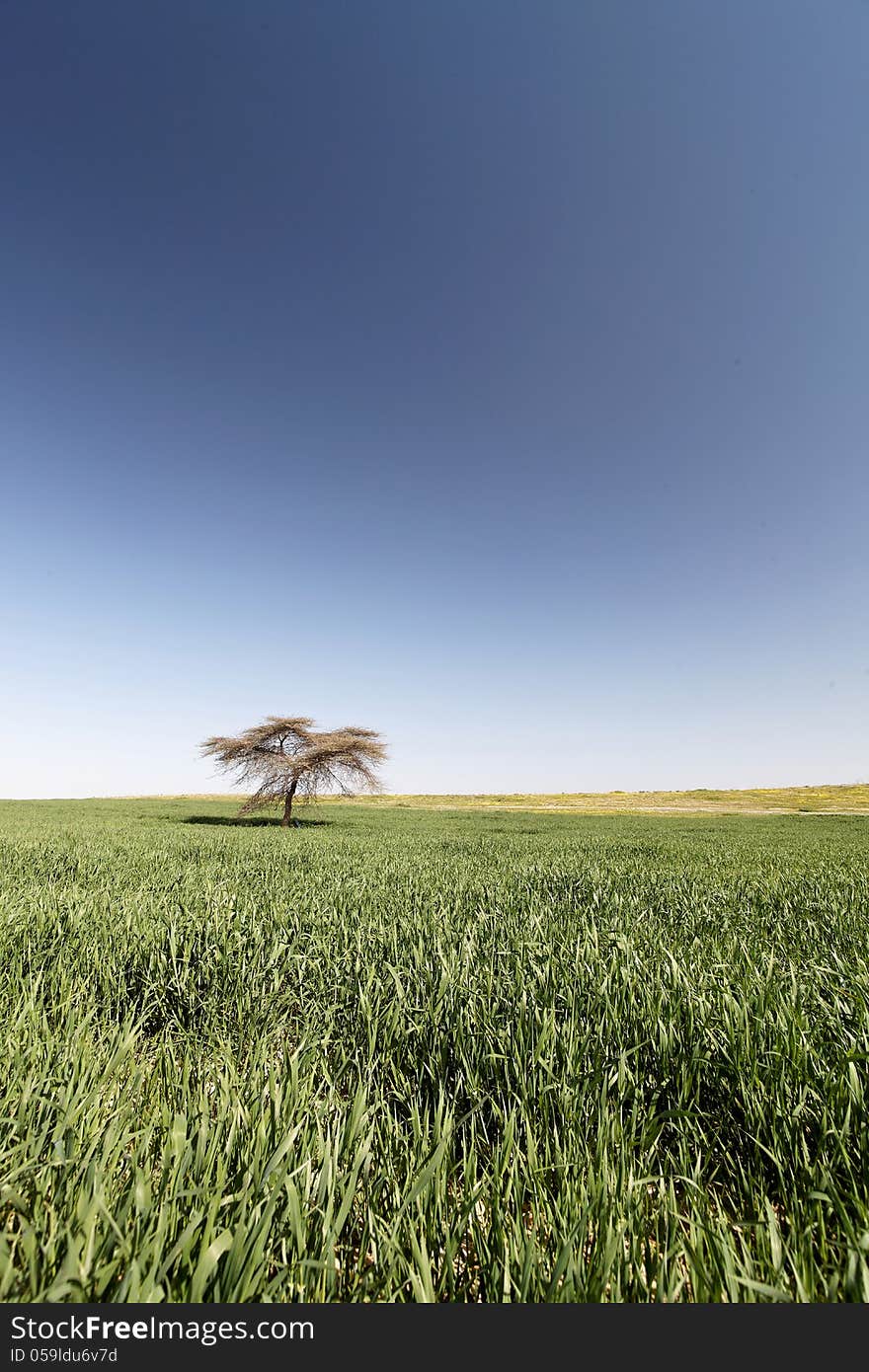 One tree standing alone in a field