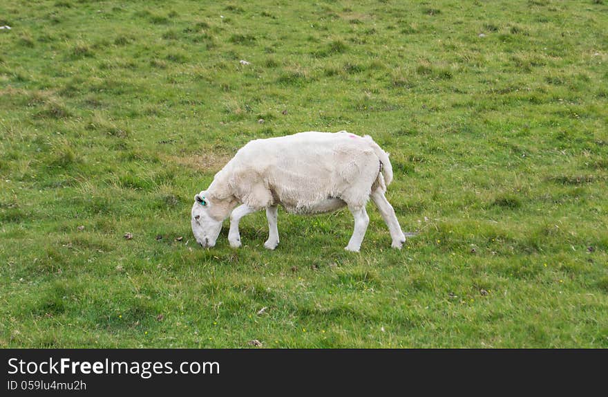 Sheep eating on the grass, Scotland