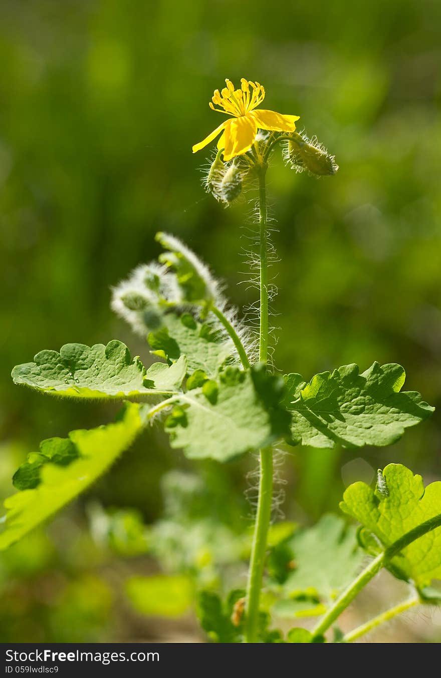 Blossoming flower of celandine