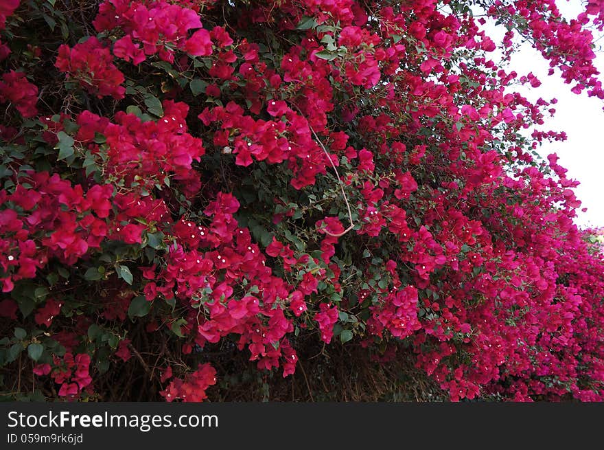 Bougainvillea