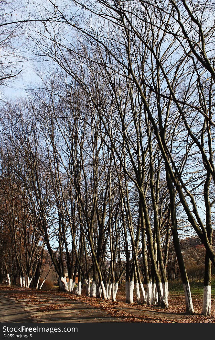 Tree in the sunlight as a symbol of the coming spring. Tree in the sunlight as a symbol of the coming spring