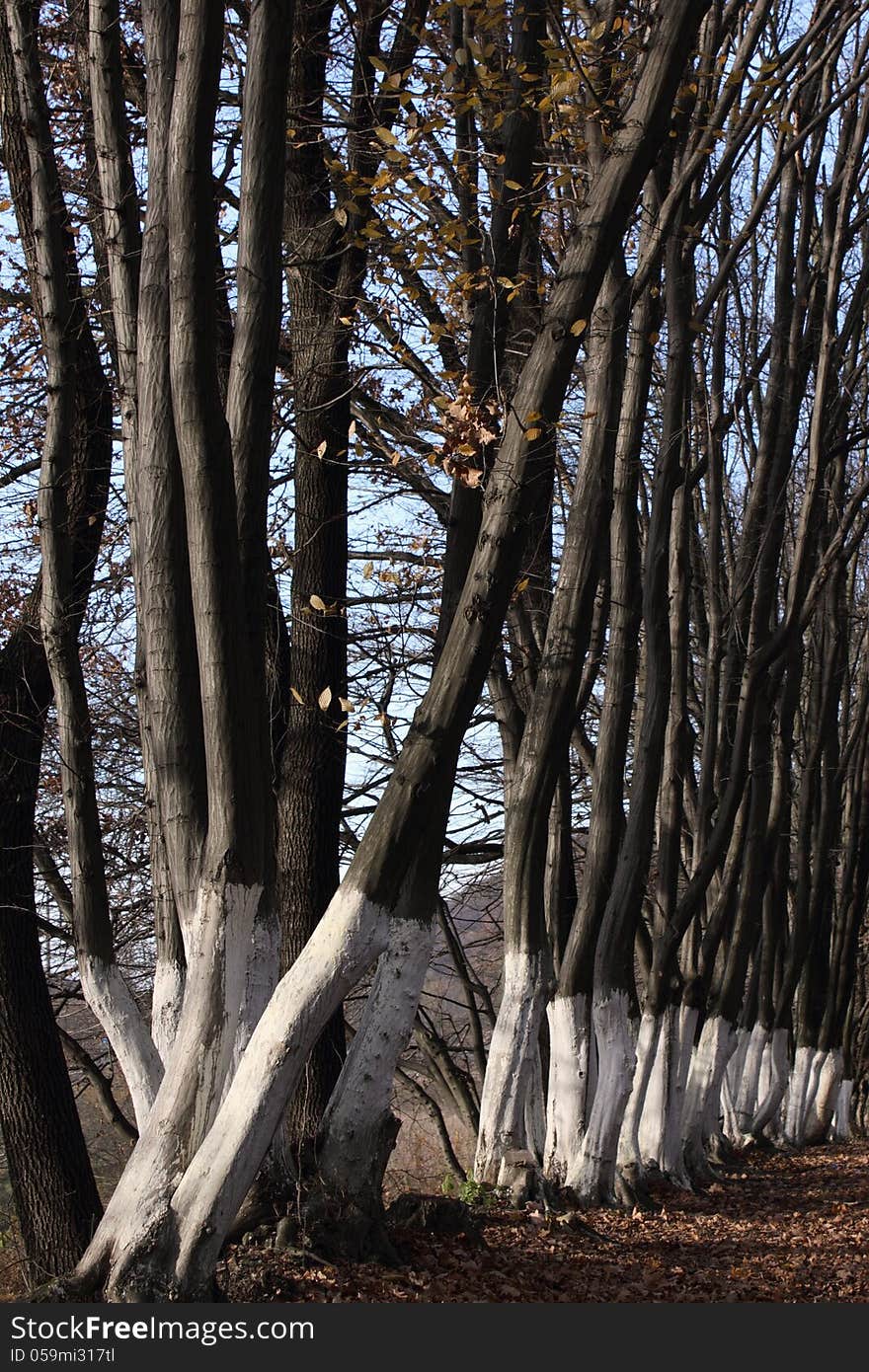 Bare trees in spring