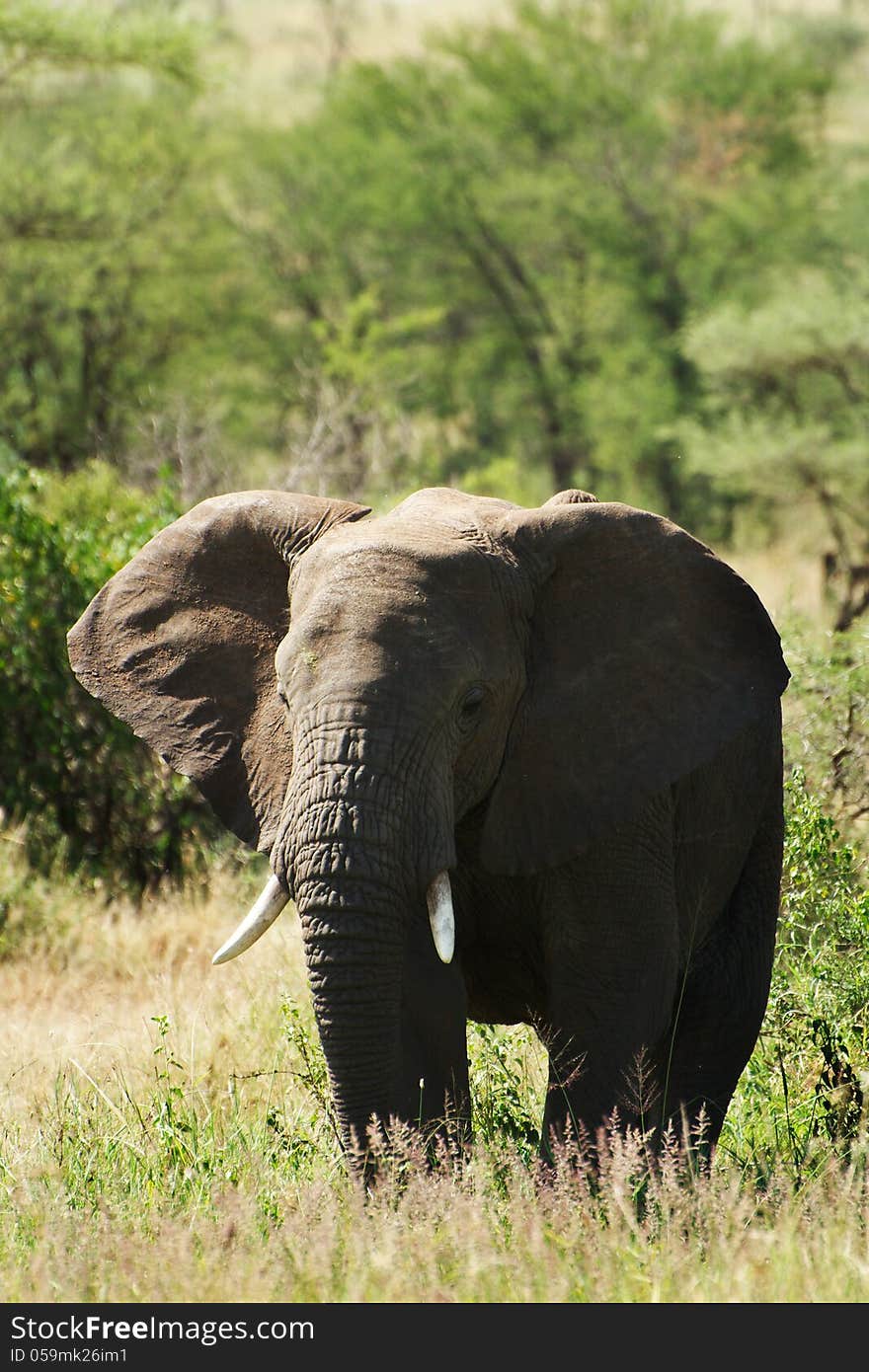 Front facing african elephant with some trees in the background