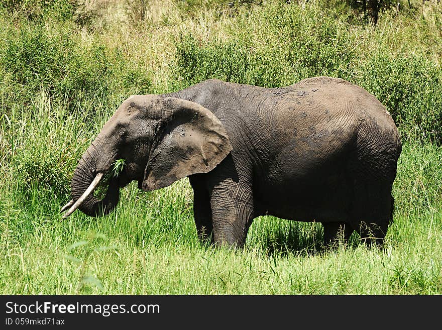 African Elephant Eating Grass