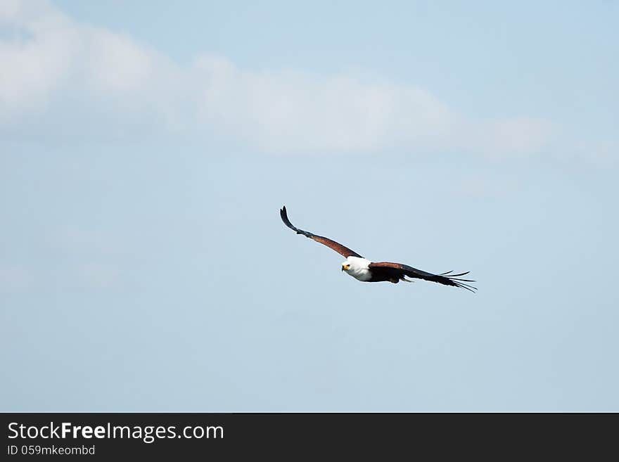 African fish eagle in flight against light blue sky