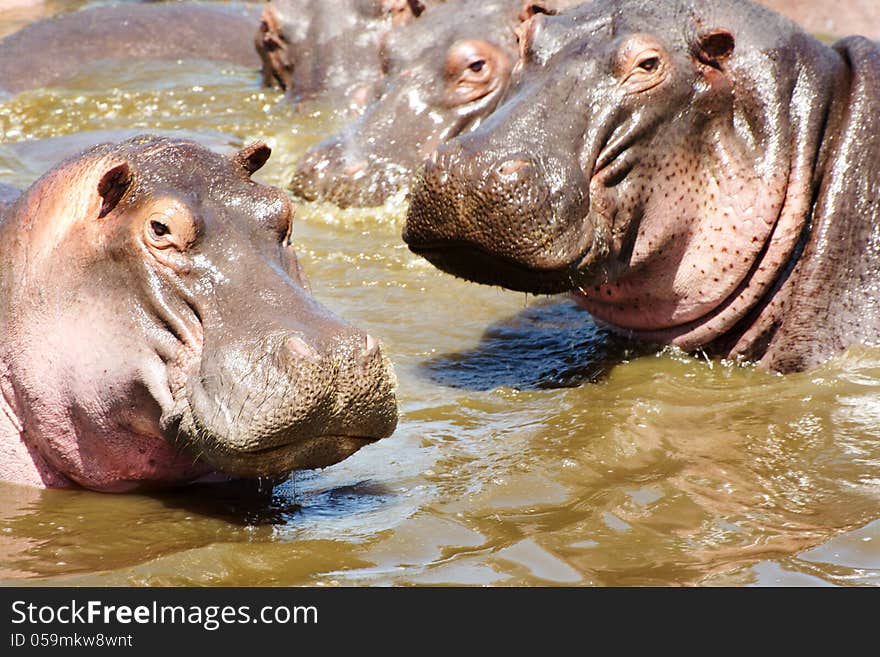 Hippos looking at camera