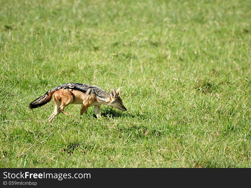 Jackal sniffing in green grass field in Ngorongoro crater, Tanzania. Jackal sniffing in green grass field in Ngorongoro crater, Tanzania