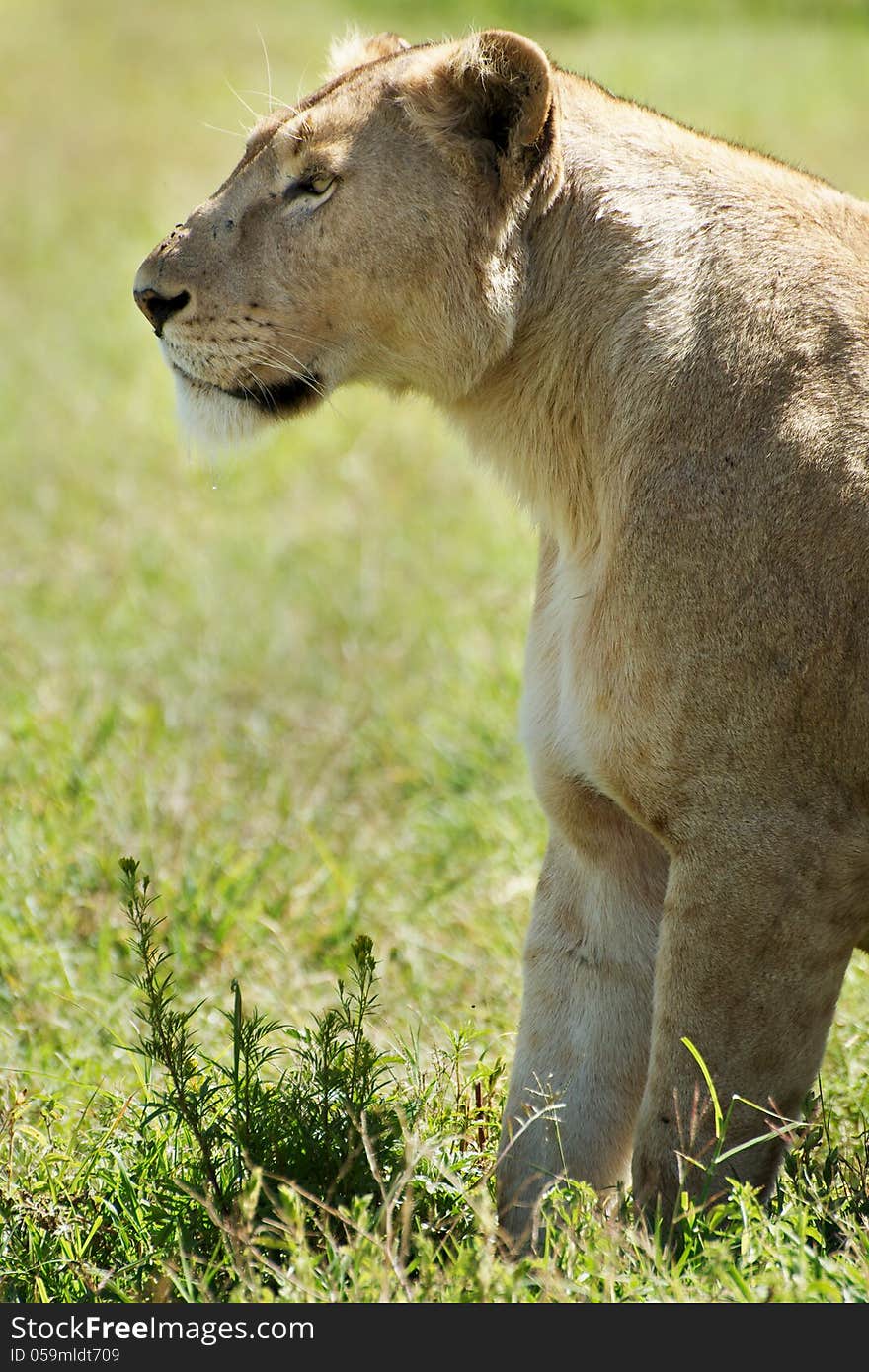 Side shot of a lioness propped on front legs and looking to the left. Shot in Ngorongoro crater in Tanzania. Side shot of a lioness propped on front legs and looking to the left. Shot in Ngorongoro crater in Tanzania.