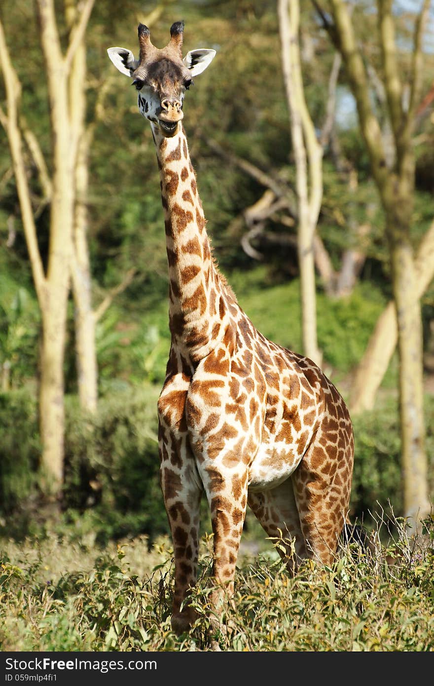 Young giraffe looking at camera at Lake Naivasha, Kenya