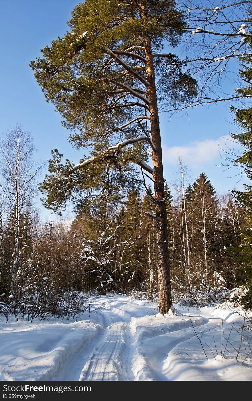 Snowy road in winter forest