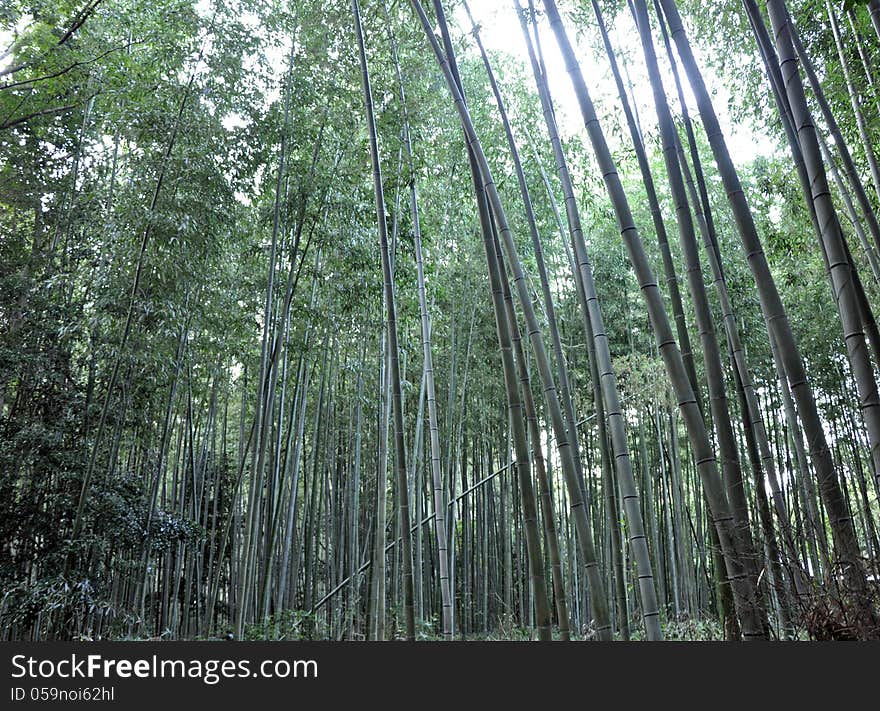 Bamboo grove at Arashiyama, Kyoto - Japan