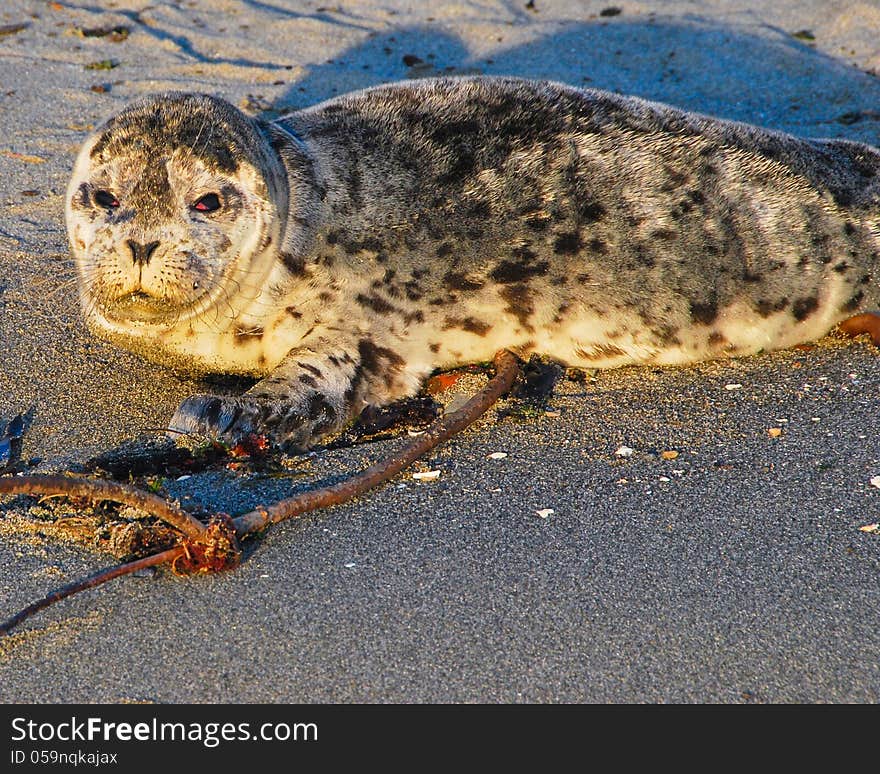 Baby harbor seal waiting for mom on beach on Puget Sound. Baby harbor seal waiting for mom on beach on Puget Sound