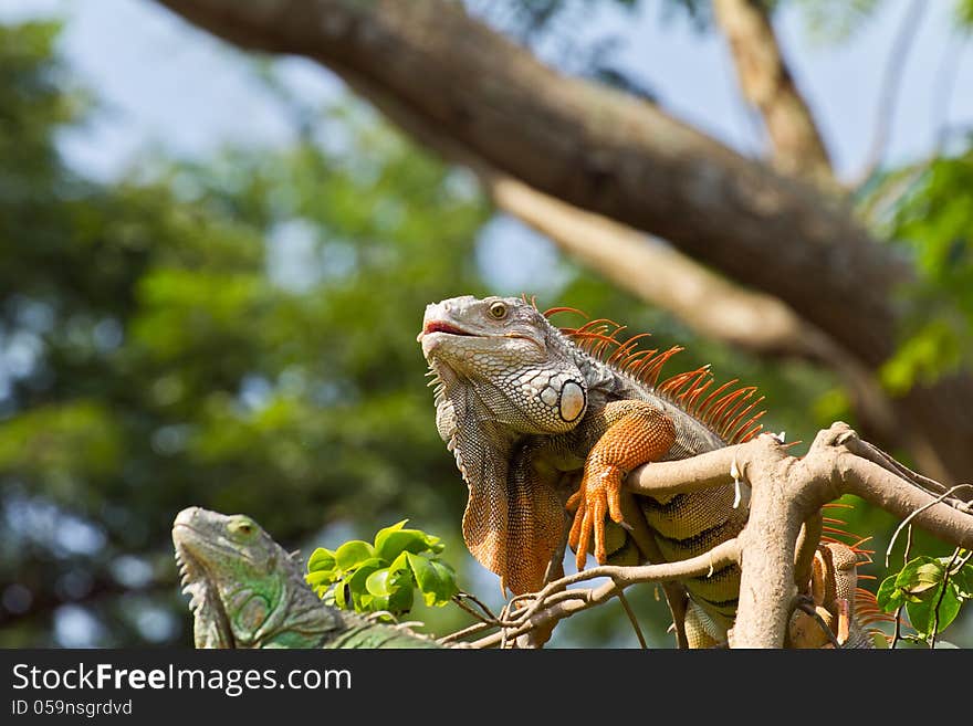 Big iguana