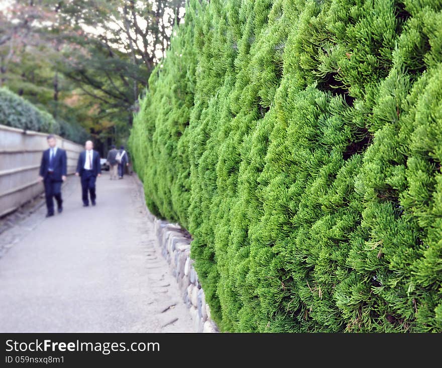 Evergreen foliage in japanese garden, summer in Japan