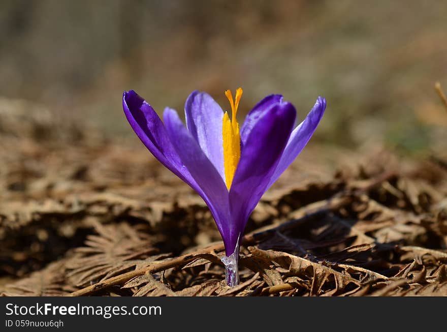 Close up shot of Crocus in full bloom. Close up shot of Crocus in full bloom