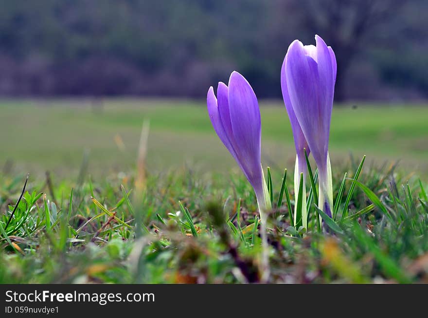 Crocuses on meadow against blurry background