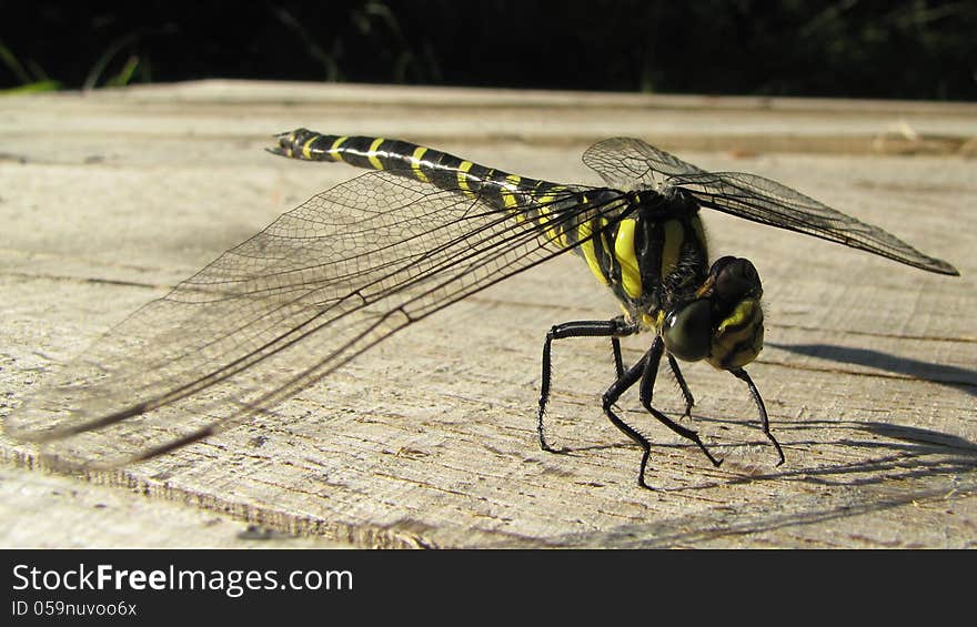 Close uo shot of Orthetrum cancellatum or black-tailed Skimmer dragonfly sunbathing on the plank