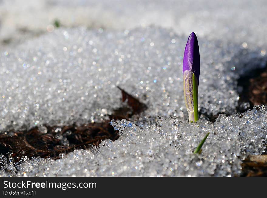 Macro shot of Crocus burgeon growing through melting snow in sunny spring day