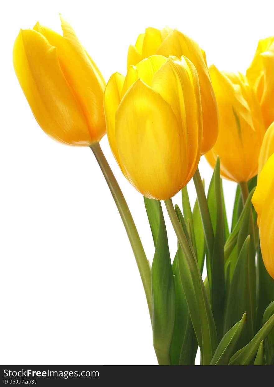 Yellow tulip on a white background. Yellow tulip on a white background