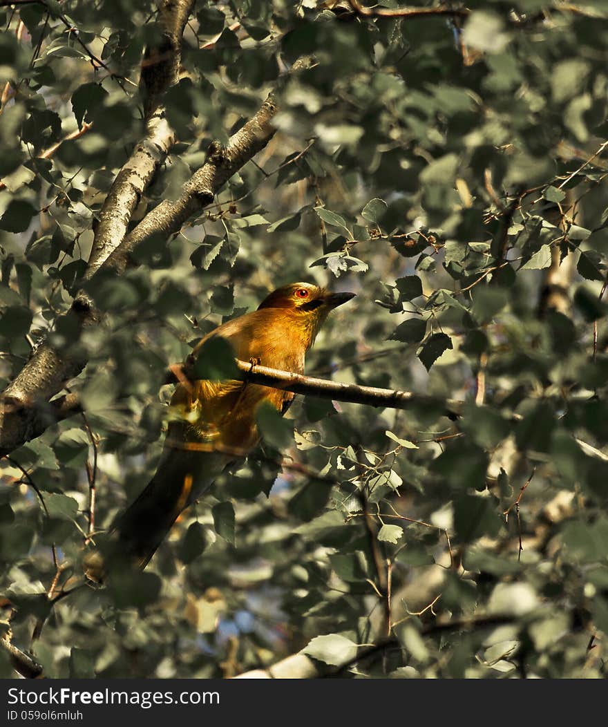 Common Jay bird in foliage. Common Jay bird in foliage