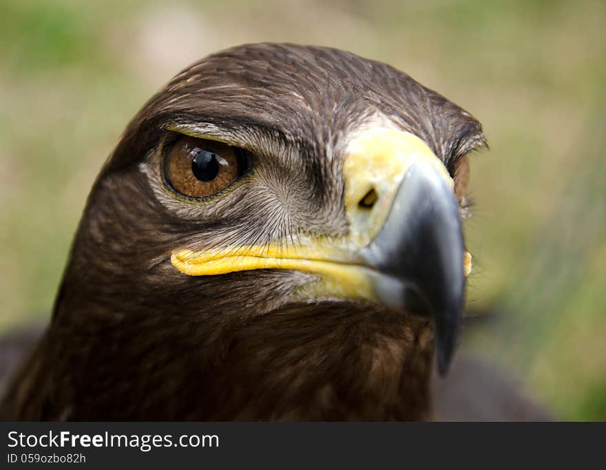 Portrait of a steppe eagle. Portrait of a steppe eagle.