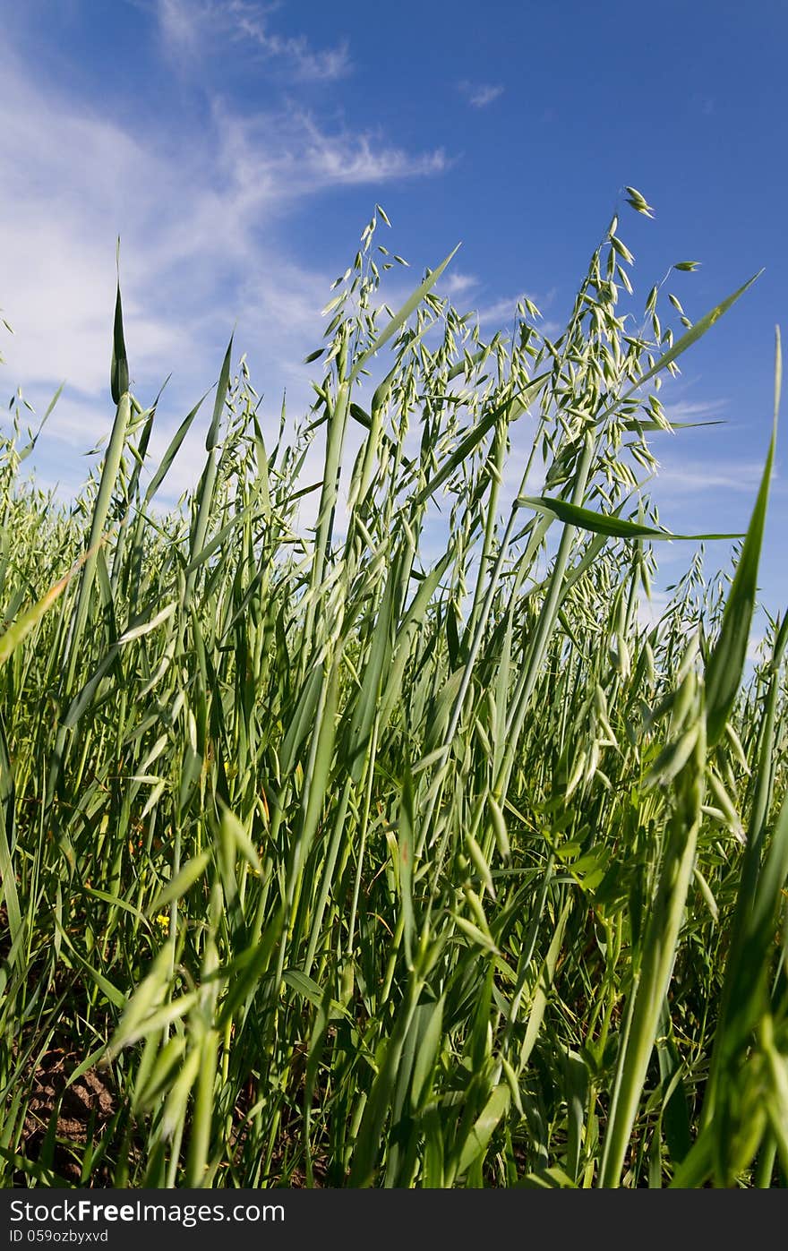 Unripe oat on the blue sky. Unripe oat on the blue sky