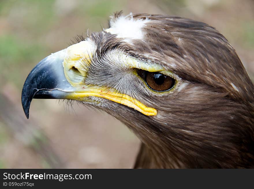 Portrait of a steppe eagle. Portrait of a steppe eagle.