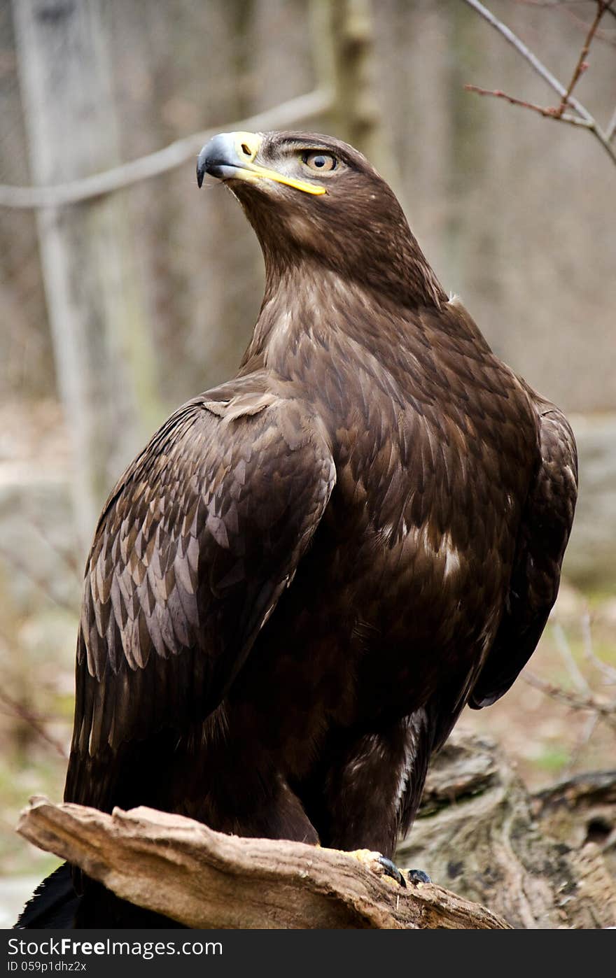 Portrait of a steppe eagle. Portrait of a steppe eagle.