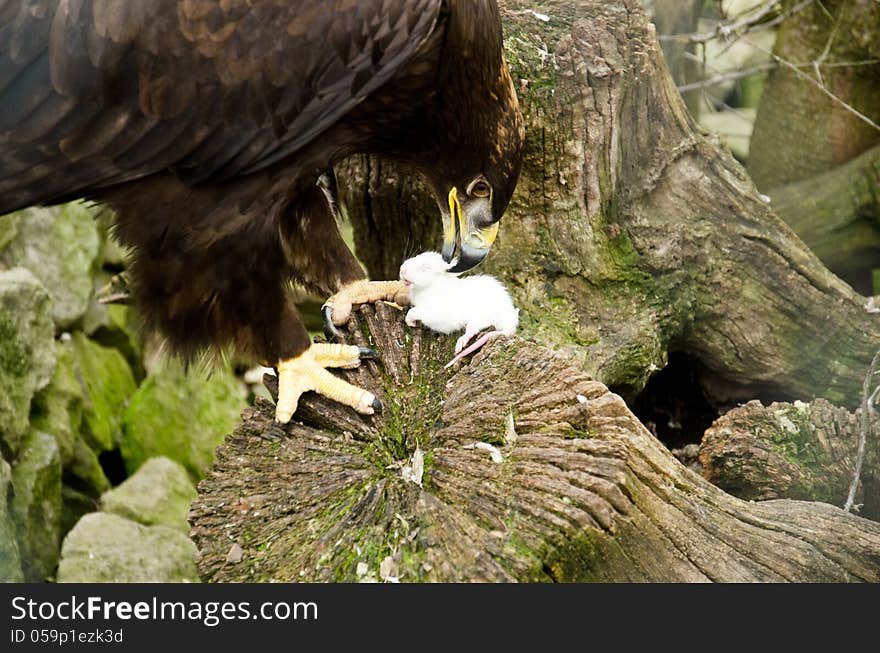 Aquila Nipalensis - Steppe Eagle