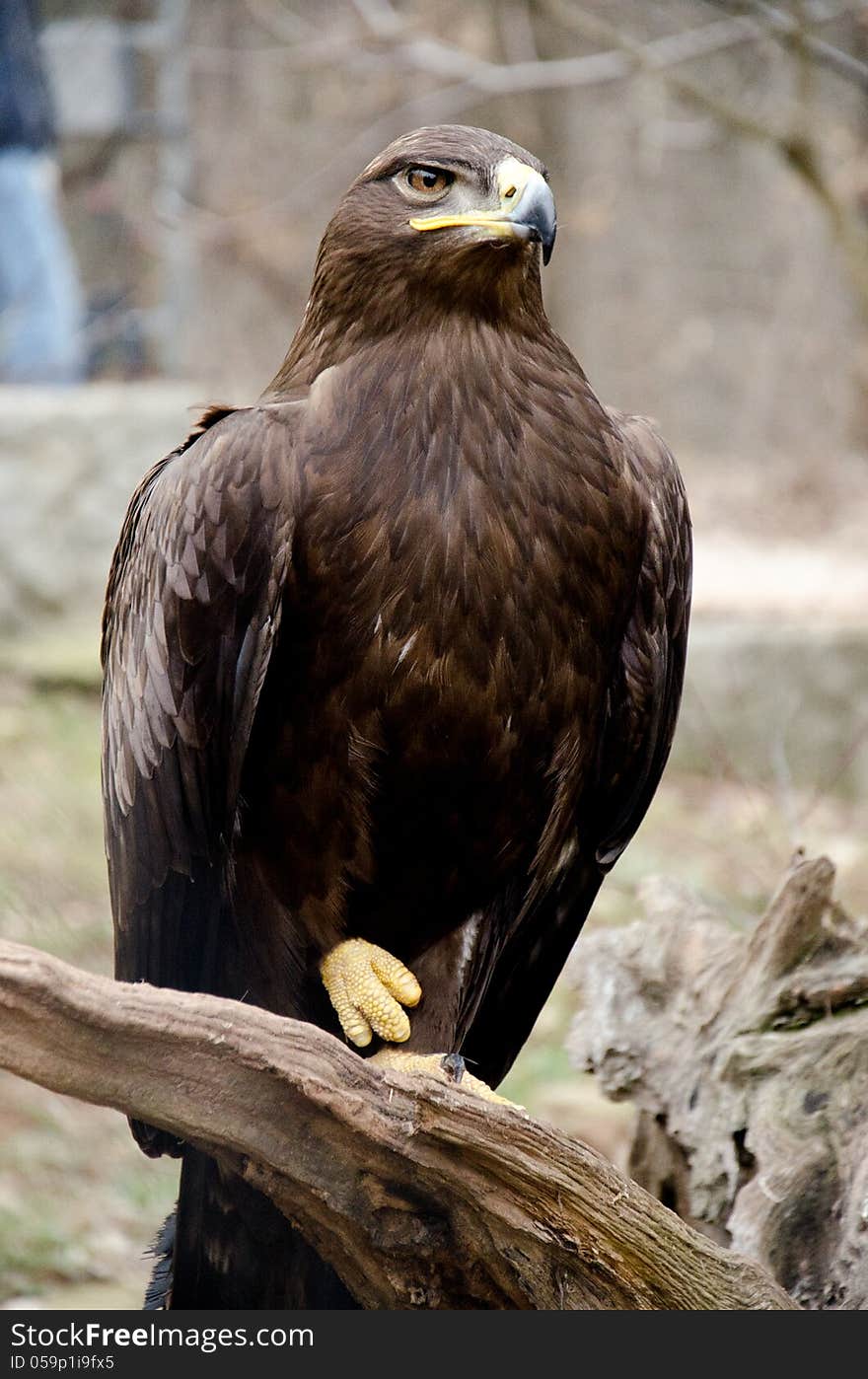 Portrait of a steppe eagle. Portrait of a steppe eagle.