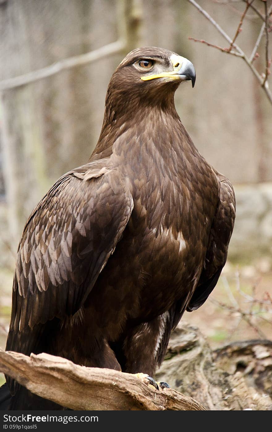 Portrait of a steppe eagle. Portrait of a steppe eagle.