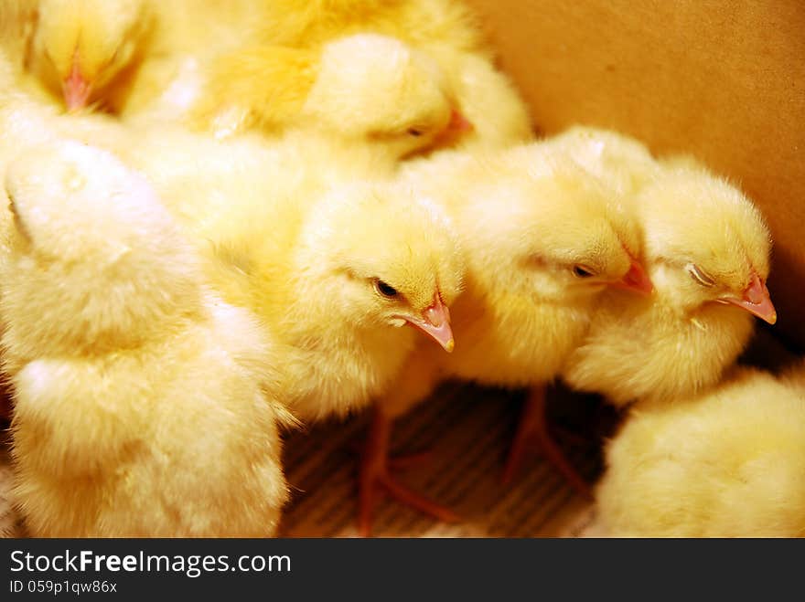 Young newborn poultry Chicks photo