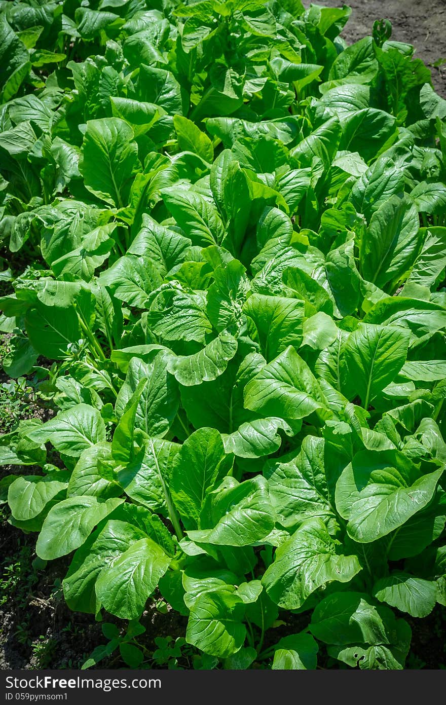 Chinese Cabbage in the garden is ready to harvest