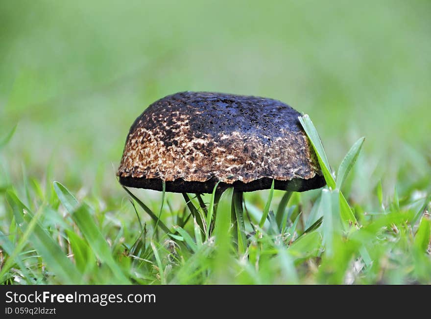 A wild mushroom growing randomly in the middle of some grass in the opening to a forest. A wild mushroom growing randomly in the middle of some grass in the opening to a forest.