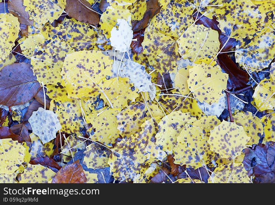 Fallen autumn leaves on the ground, Pyrenees, Huesca, Aragon, Spain.