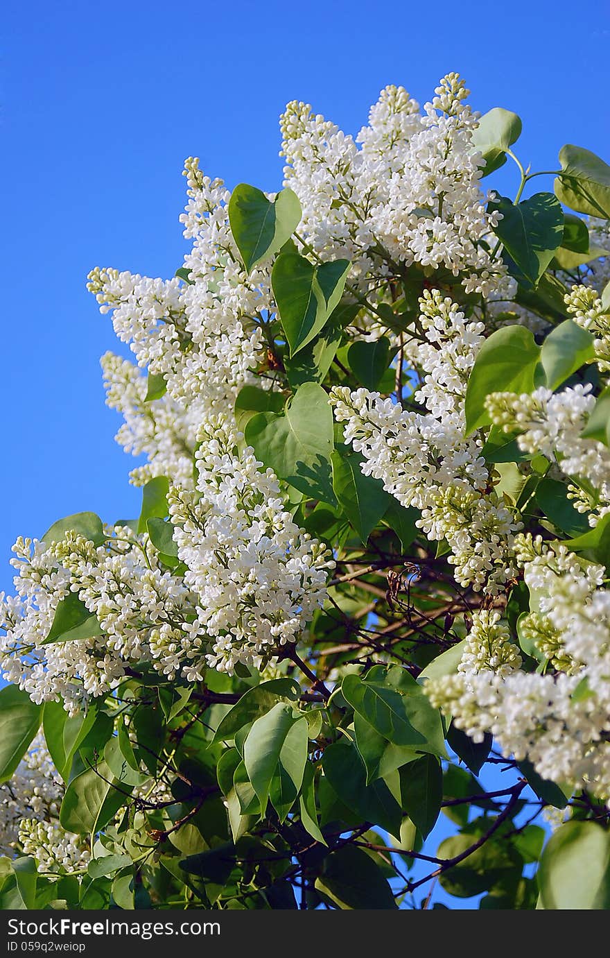 Bird-cherry tree blooming, blue sky background