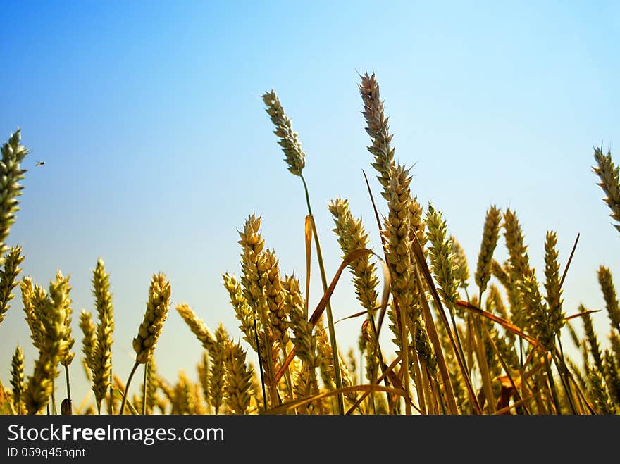 Grain field