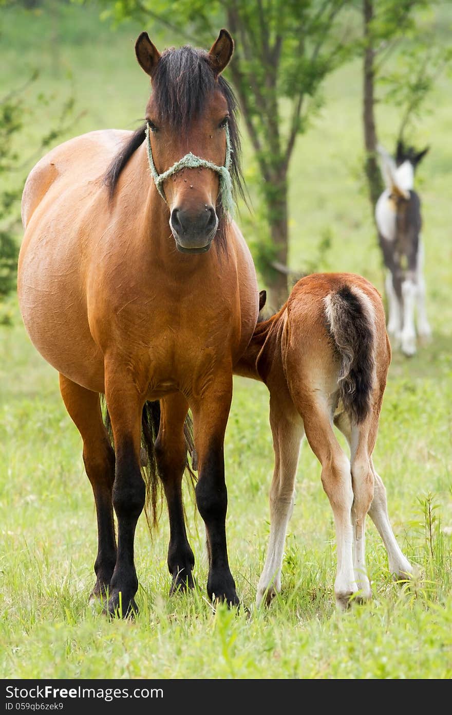 Horse family in the pasture