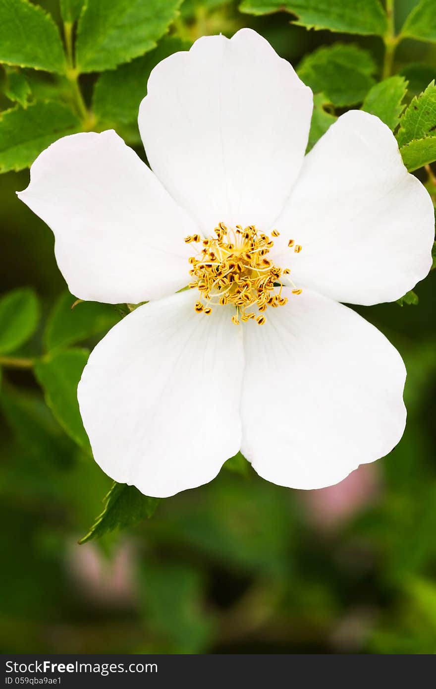 Dog Rose