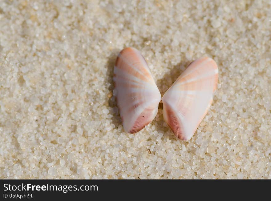 Seashell at the Beach